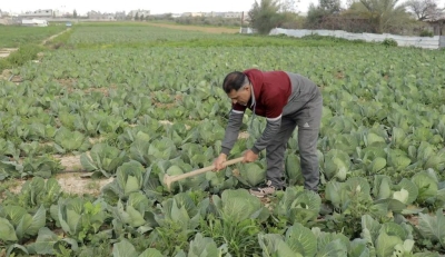 في اليوم العالمي للعمل الإنساني الإغاثة الزراعية تستعرض معاناة العاملين في القطاع الزراعية