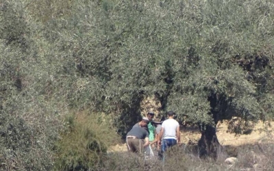 الاحتلال يشدد الخناق على مزارعي محافظة قلقيلية خلال موسم قطف الزيتون 