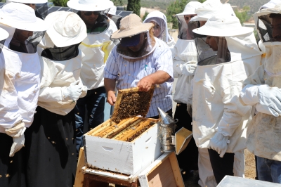الإغاثة الزراعية تخرج 32 متدربًا من برنامج التدريب المتقدم في تربية النحل