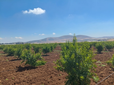 سهل كفيرت ... الإغاثة الزراعية تعيد للأرض لوزها 